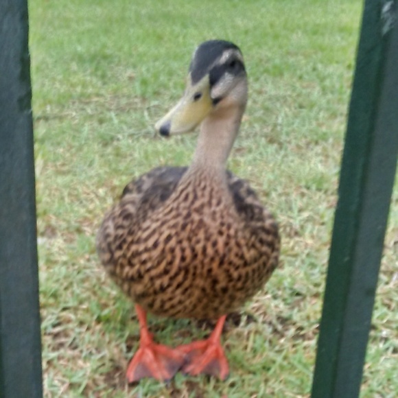 Meet your Posher, Ridge - Picture 1 of 1